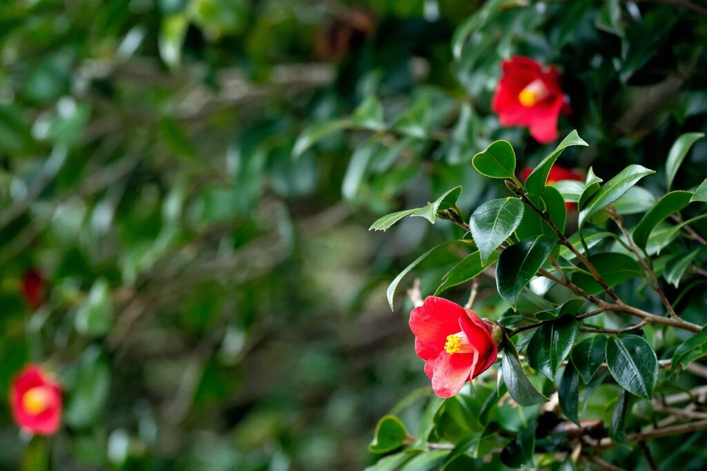 How to prune camellias