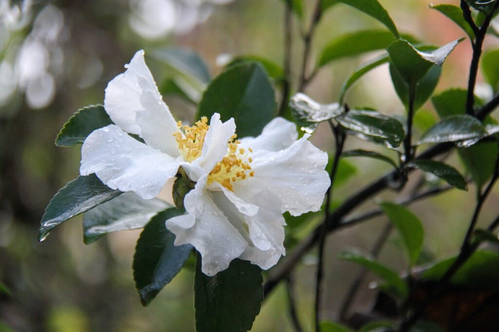 How to prune camellias