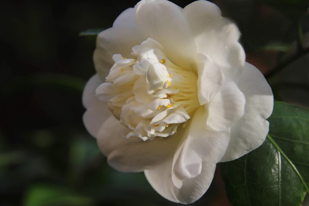 A white camellia flower