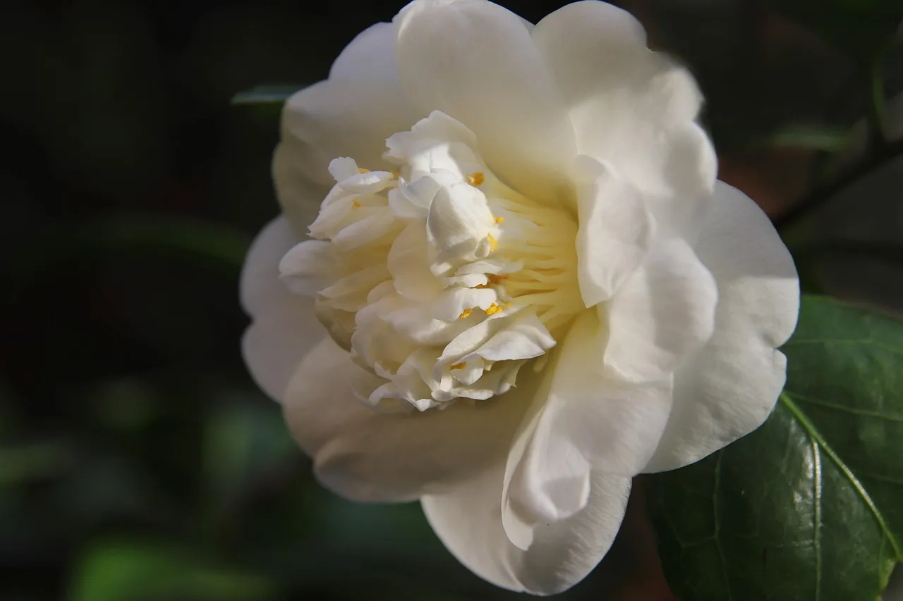 A white camellia flower showing what a fully opened healthy bloom looks like