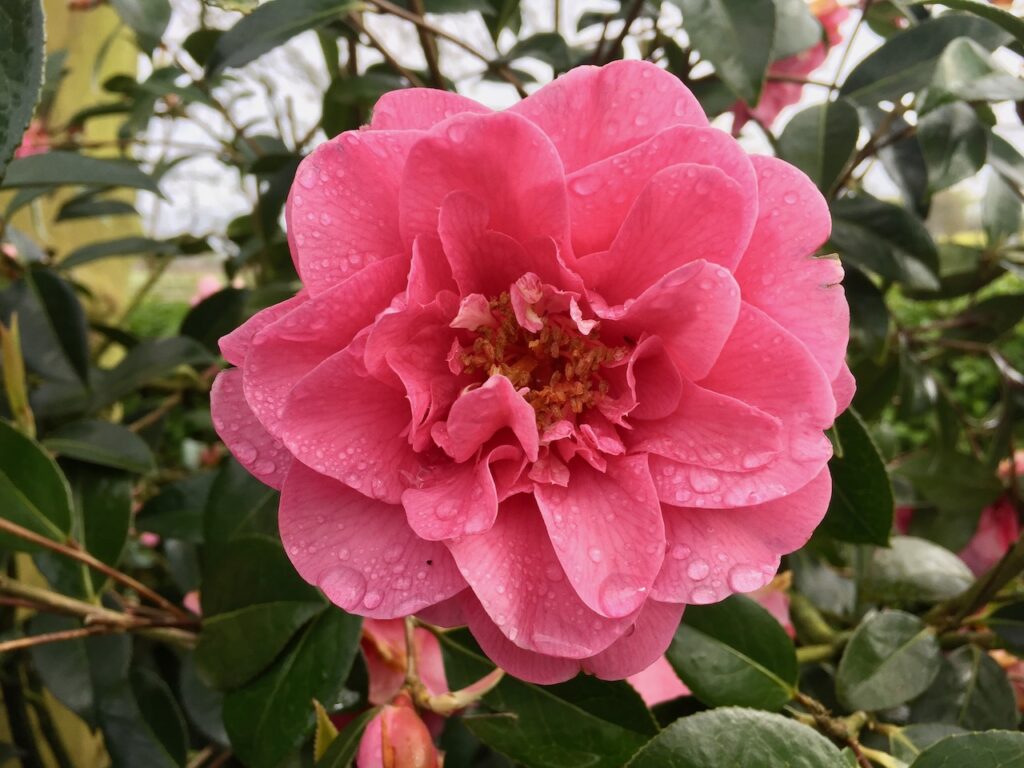 How to prune camellia williamsii
