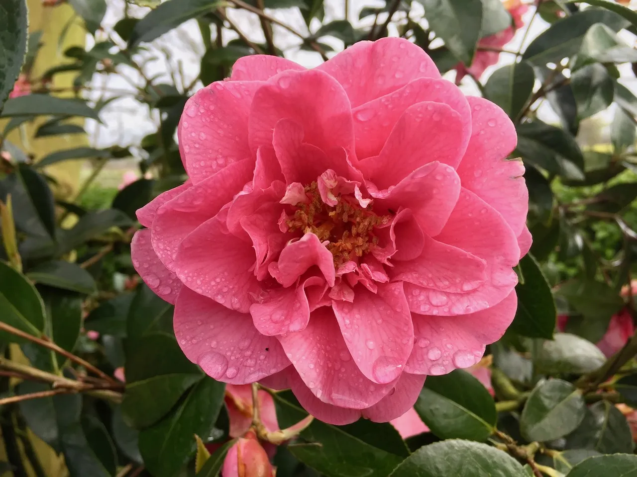 Camellia williamsii showing healthy growth in correctly acidic conditions