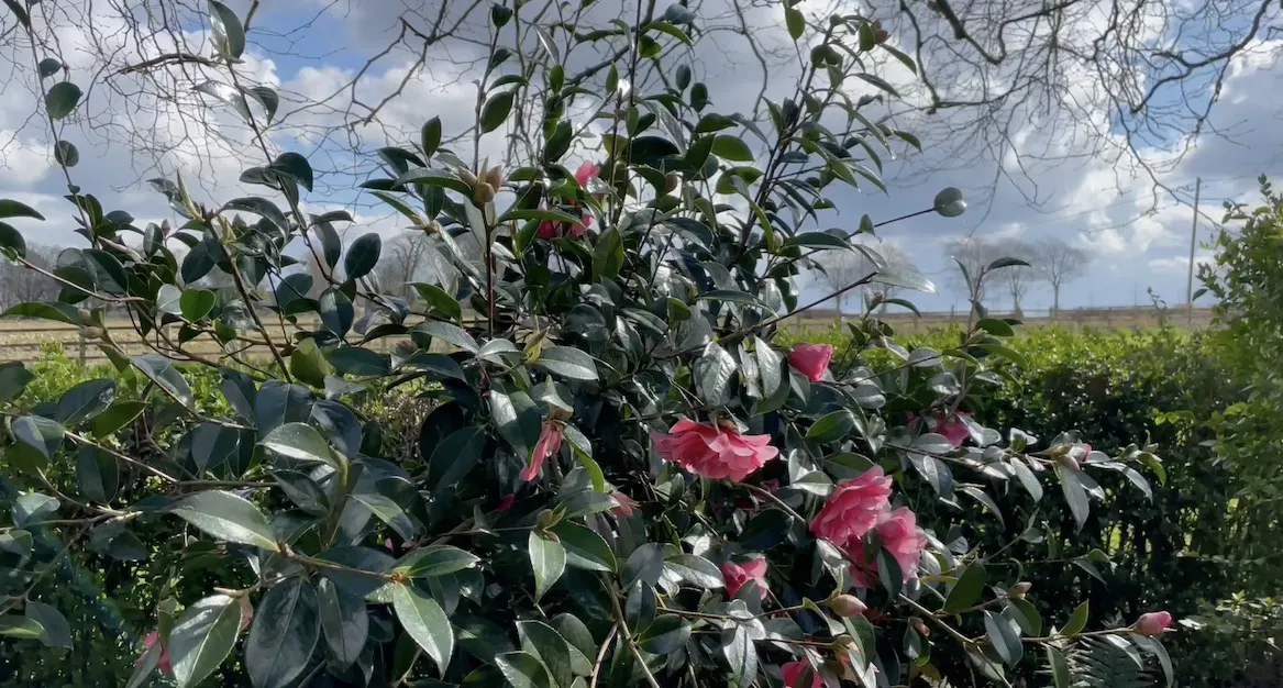 A camellia shrub showing the importance of position and regular pruning