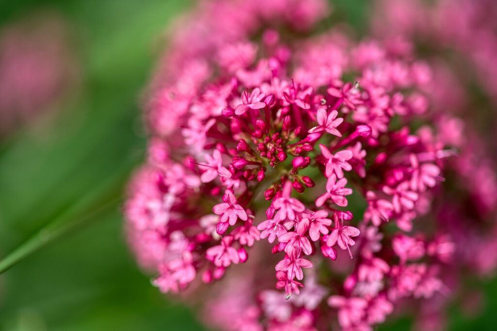 Coastal plants