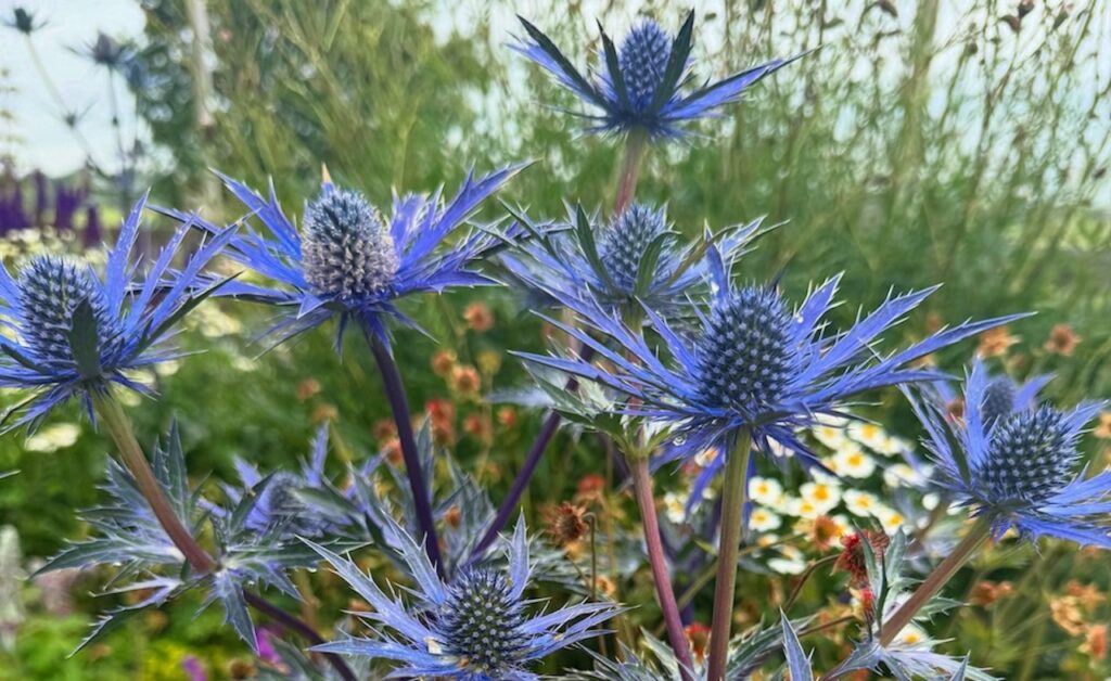 Coastal plants guide