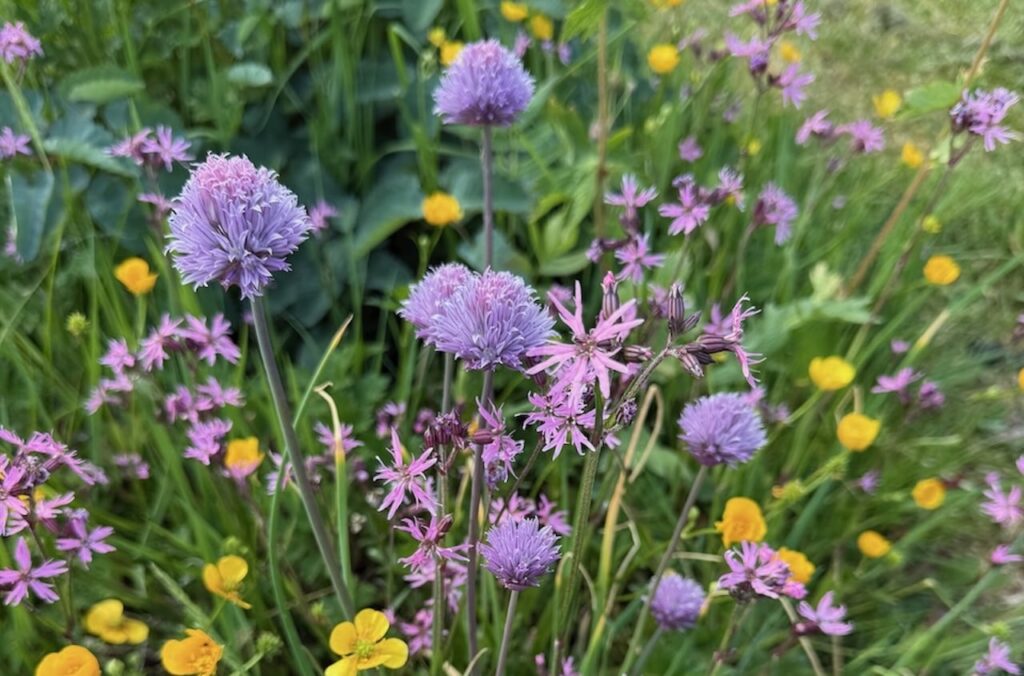 what is companion planting