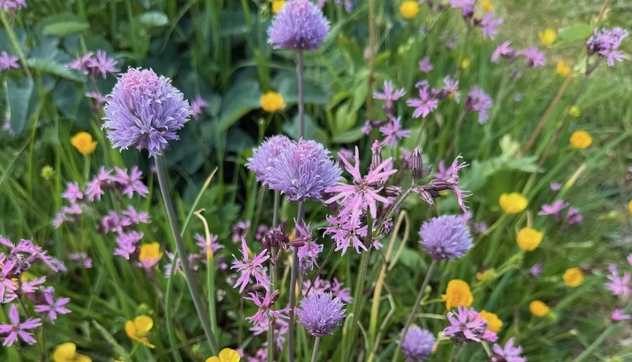 what is companion planting