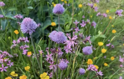 what is companion planting