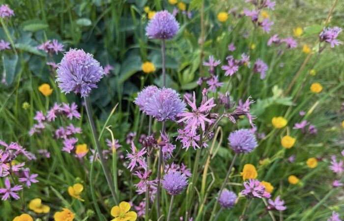 what is companion planting
