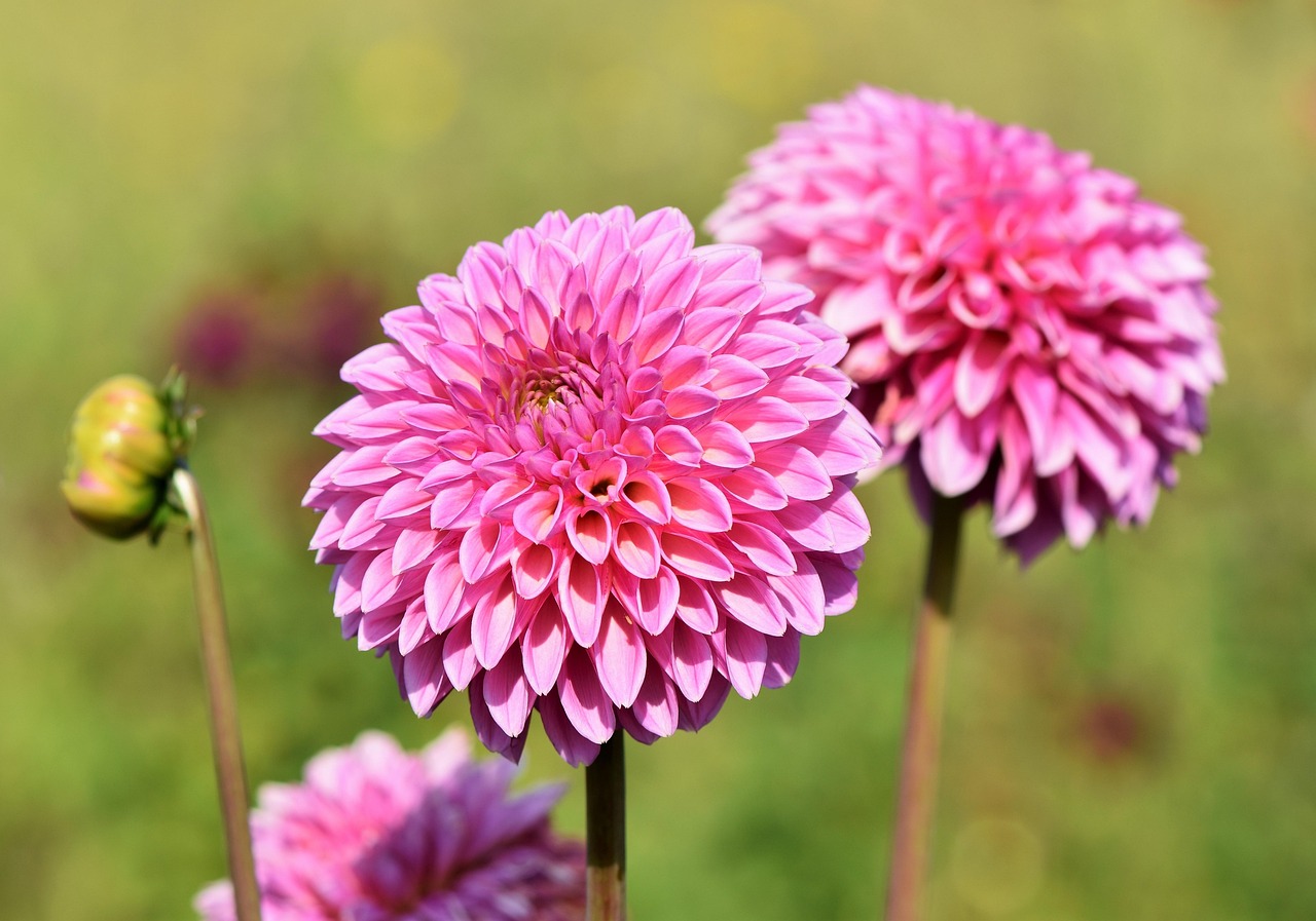 Pink Dahlias in flower before being lifted for winter