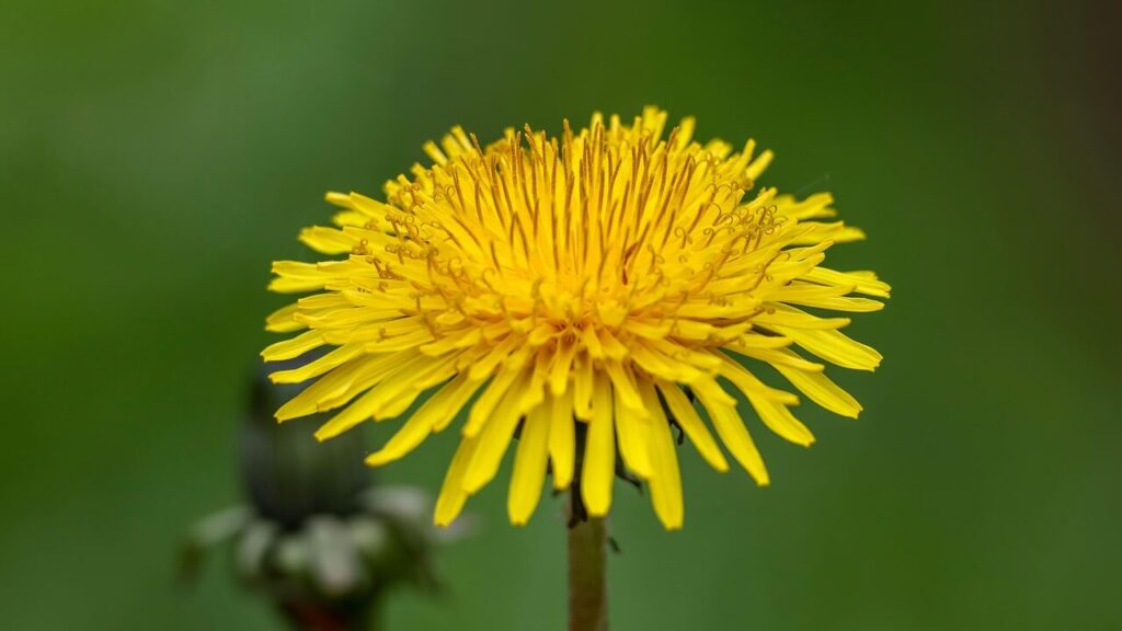 How to remove weeds in a lawn