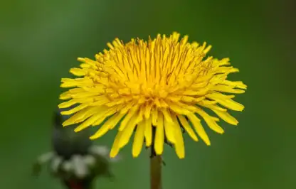 How to remove weeds in a lawn