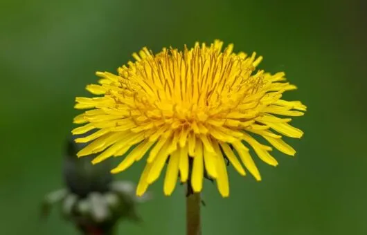 How to remove weeds in a lawn