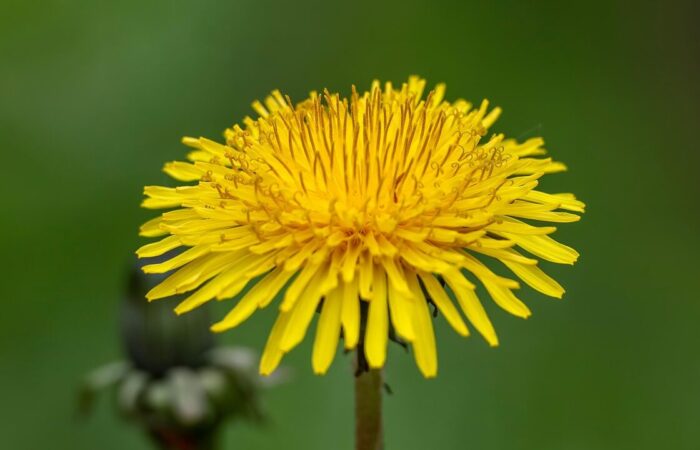 How to remove weeds in a lawn