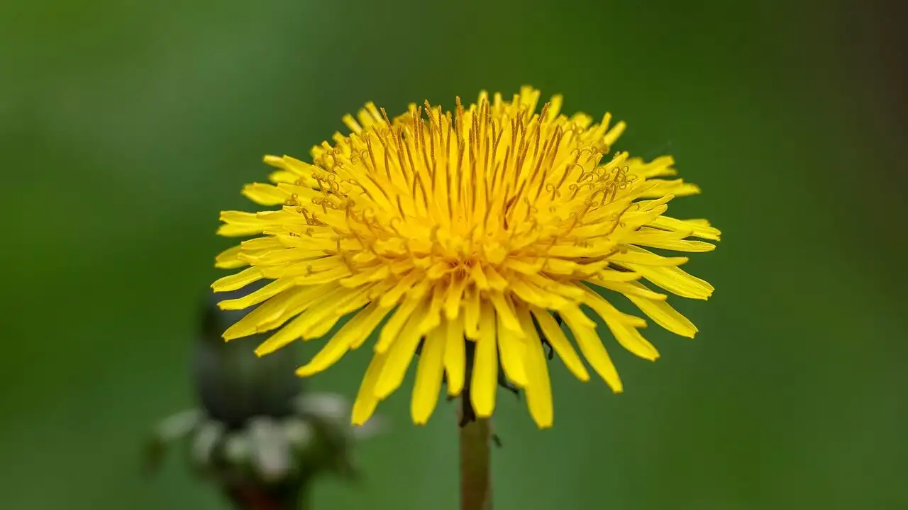 How to remove weeds in a lawn