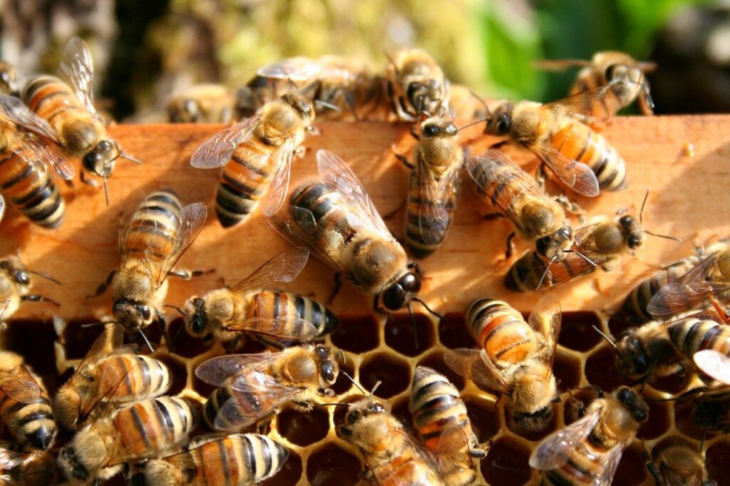 Drone bees