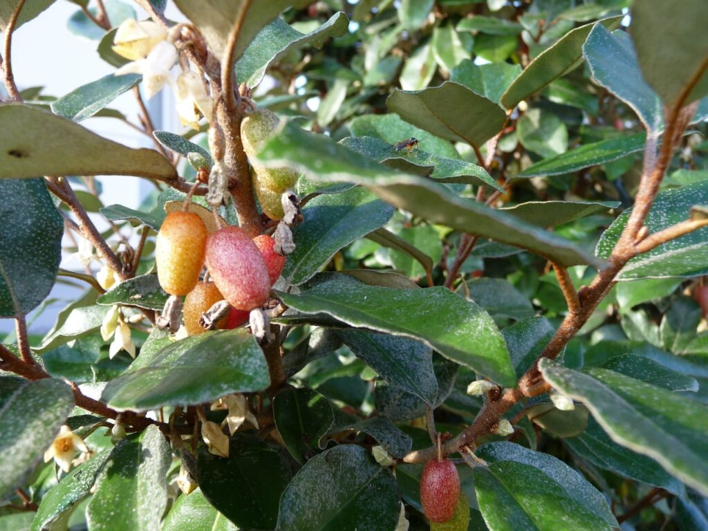 Coastal plants