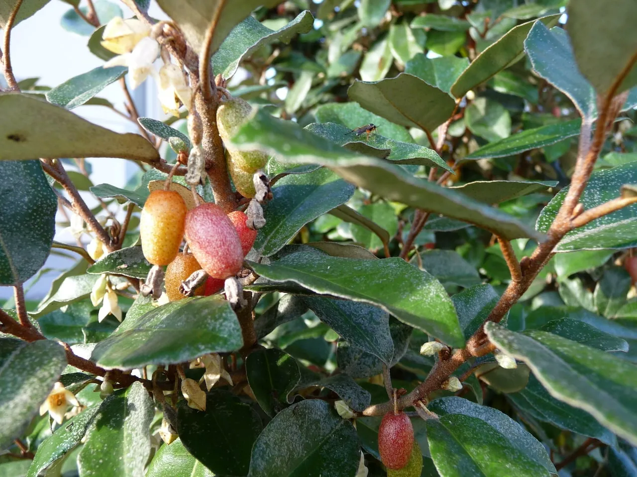Elaeagnus ebbingei hedging, tough and salt tolerant for coastal exposed gardens