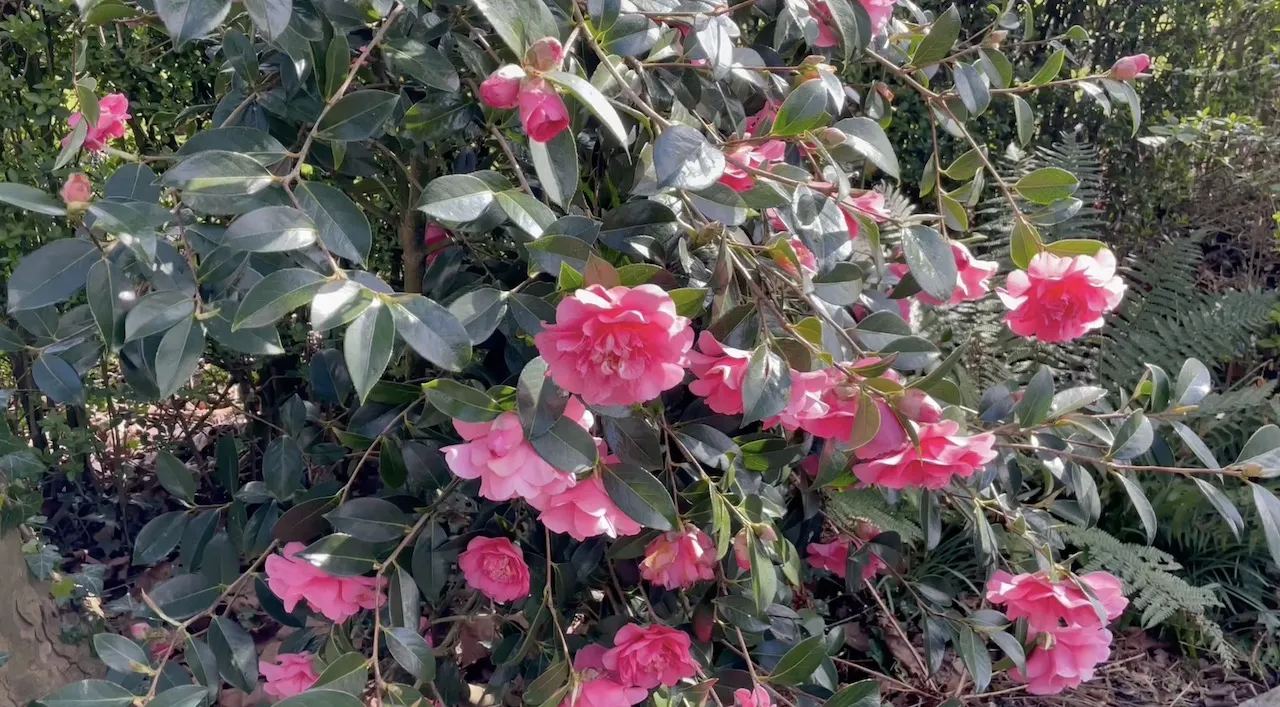 Healthy camellia in full flower showing what a disease-free plant looks like