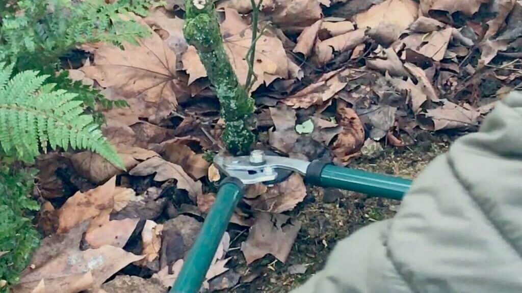 Pruning a rose with loppers