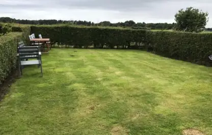 A patchy garden lawn