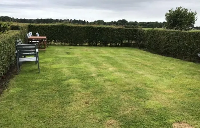 A patchy garden lawn