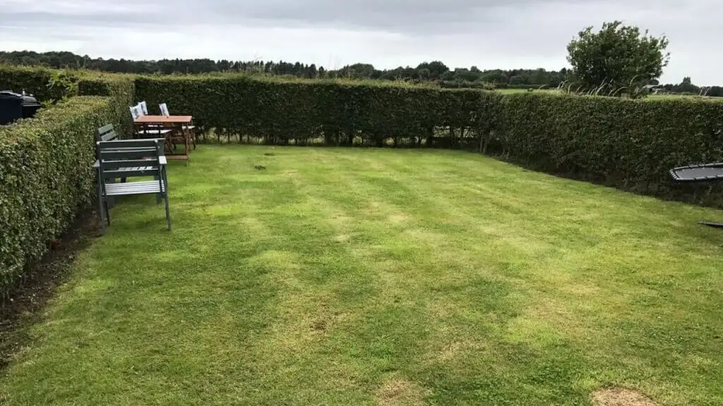 A patchy garden lawn