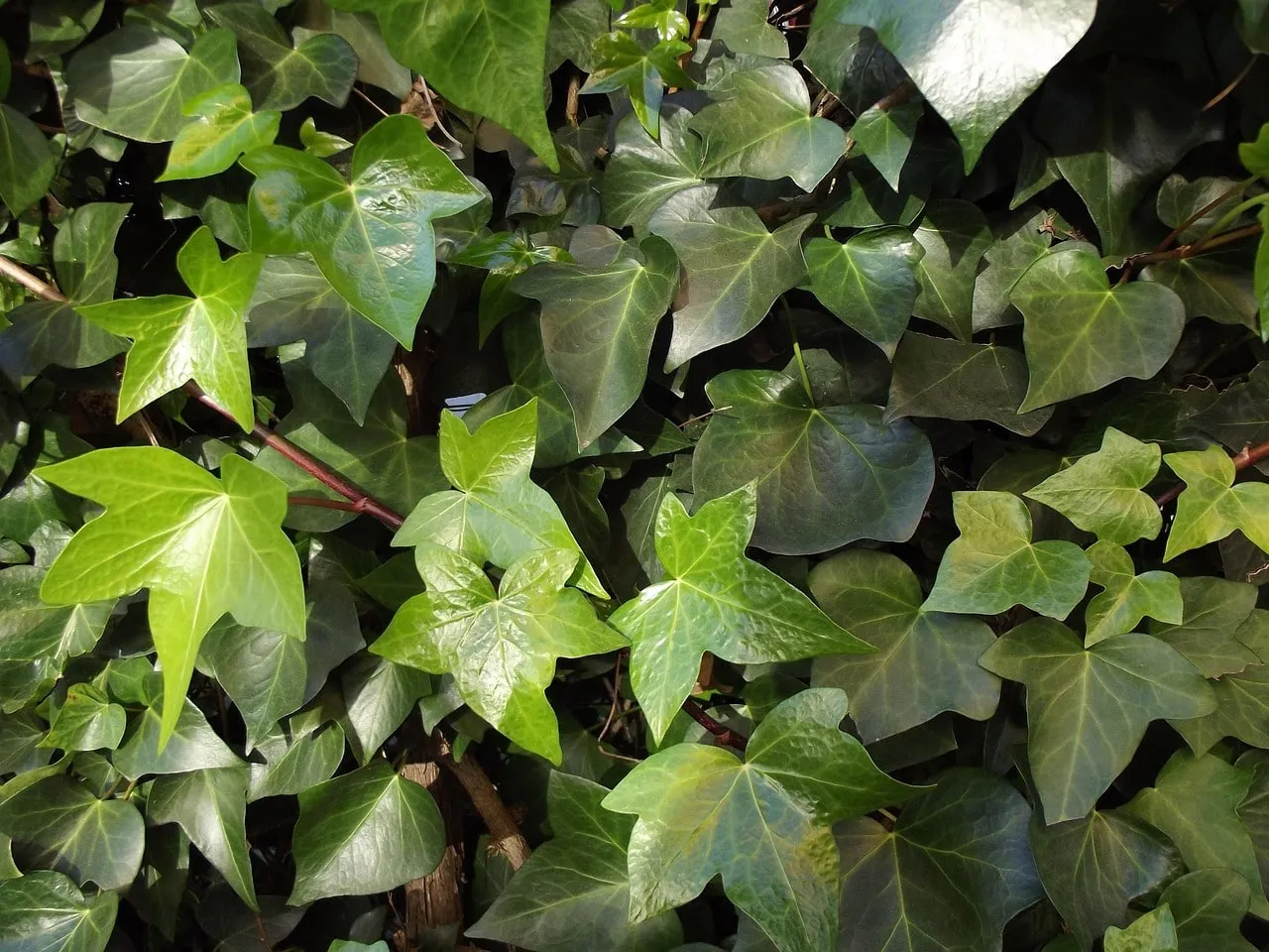 Flowering ivy Hedera in autumn, the single most important late season nectar source for bees