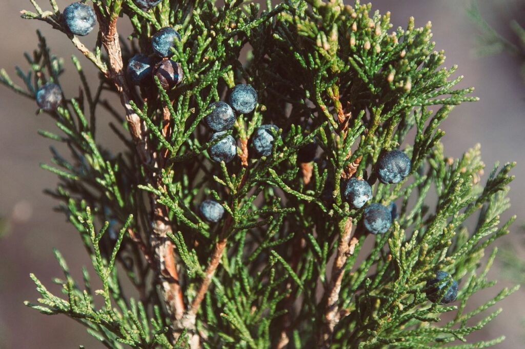 Juniper coastal garden plants