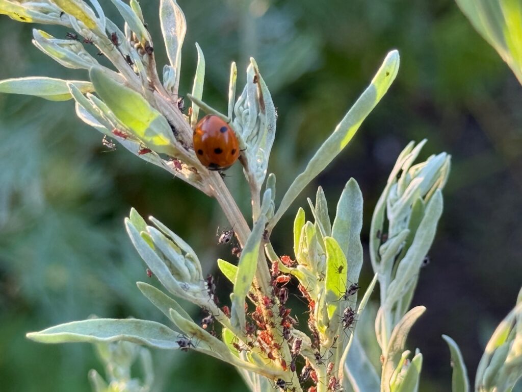 Ladybirds eating aphids