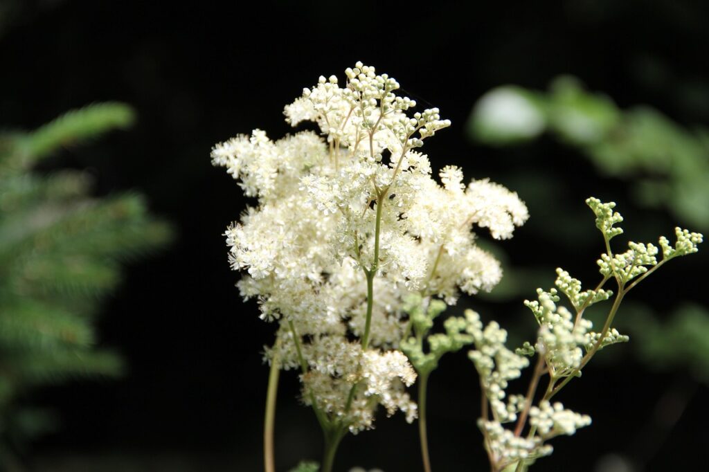 Plants for late season colour