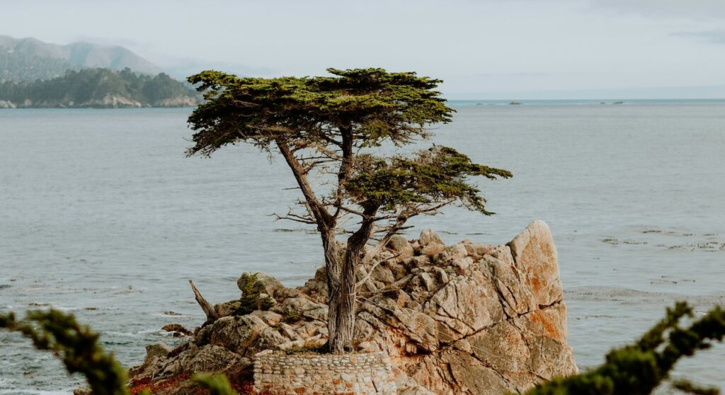 Monterey pine plants for coastal gardens