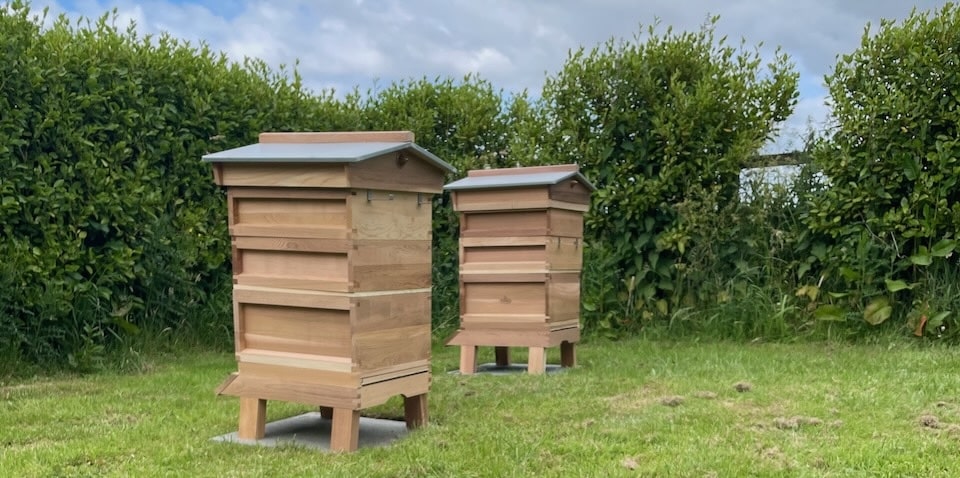 How to keep bees in the UK