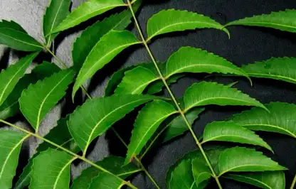 Neem oil guide