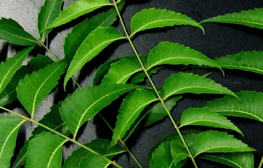 Neem oil guide