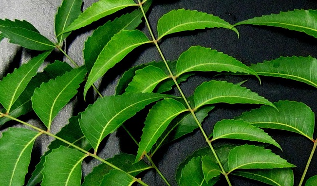 Neem oil guide