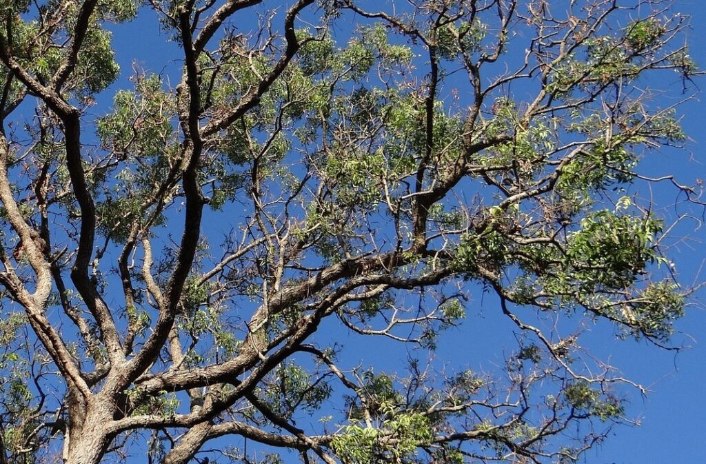 What is neem oil