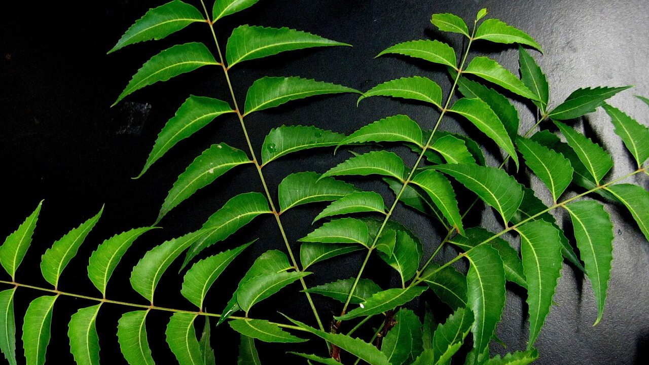 How to use neem oil