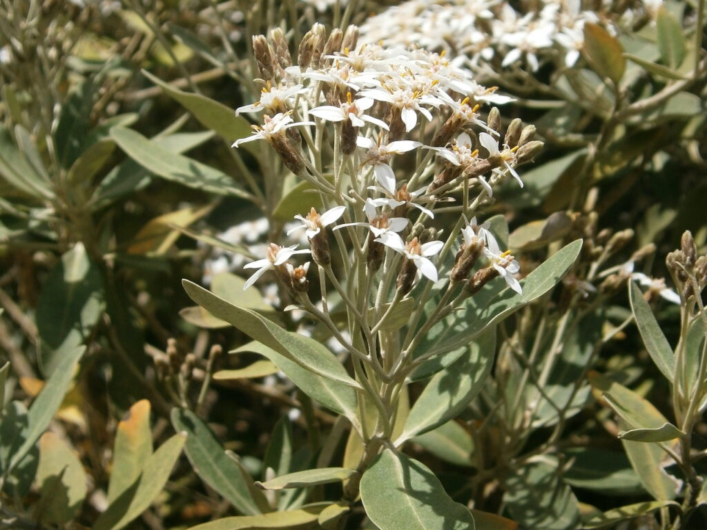 Coastal plants