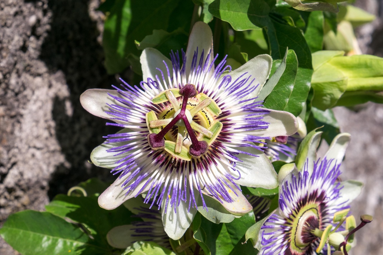 Passion flower with distinctive purple and white flowers