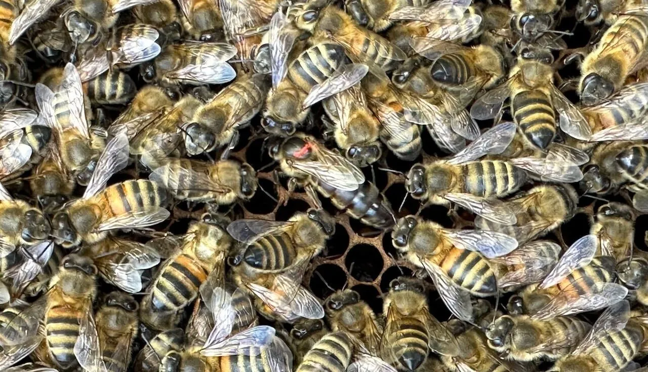 Beginners guide to bee keeping in the UK