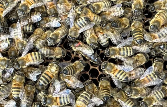 Beginners guide to bee keeping in the UK