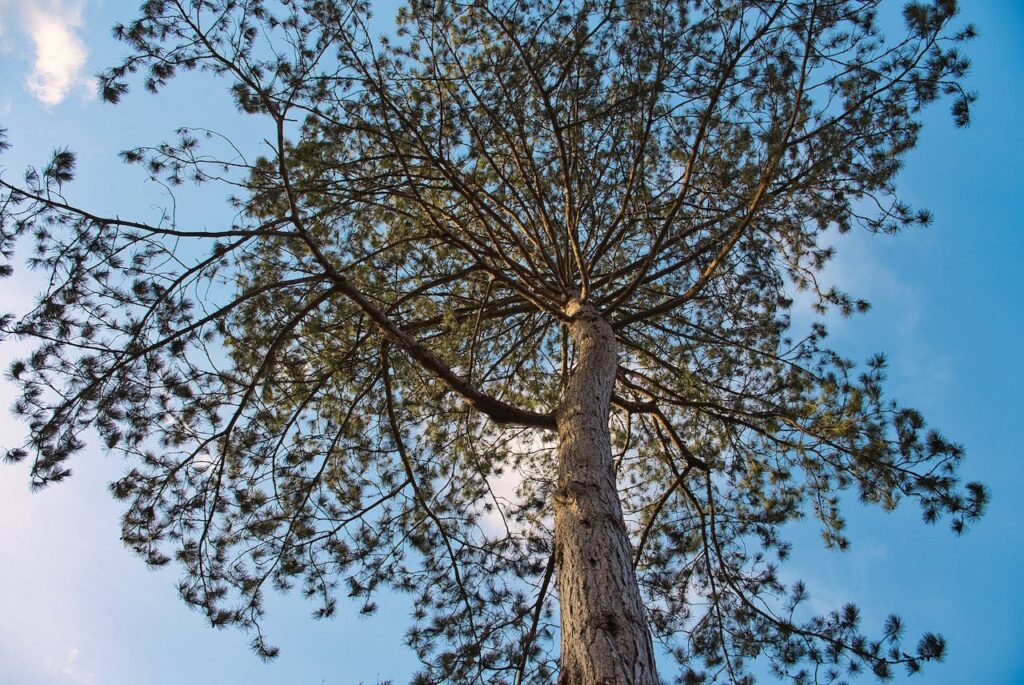 Scots pine coastal plants