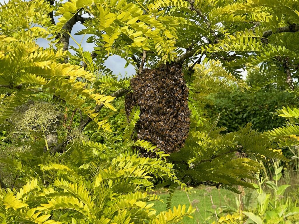 A swarm of bees