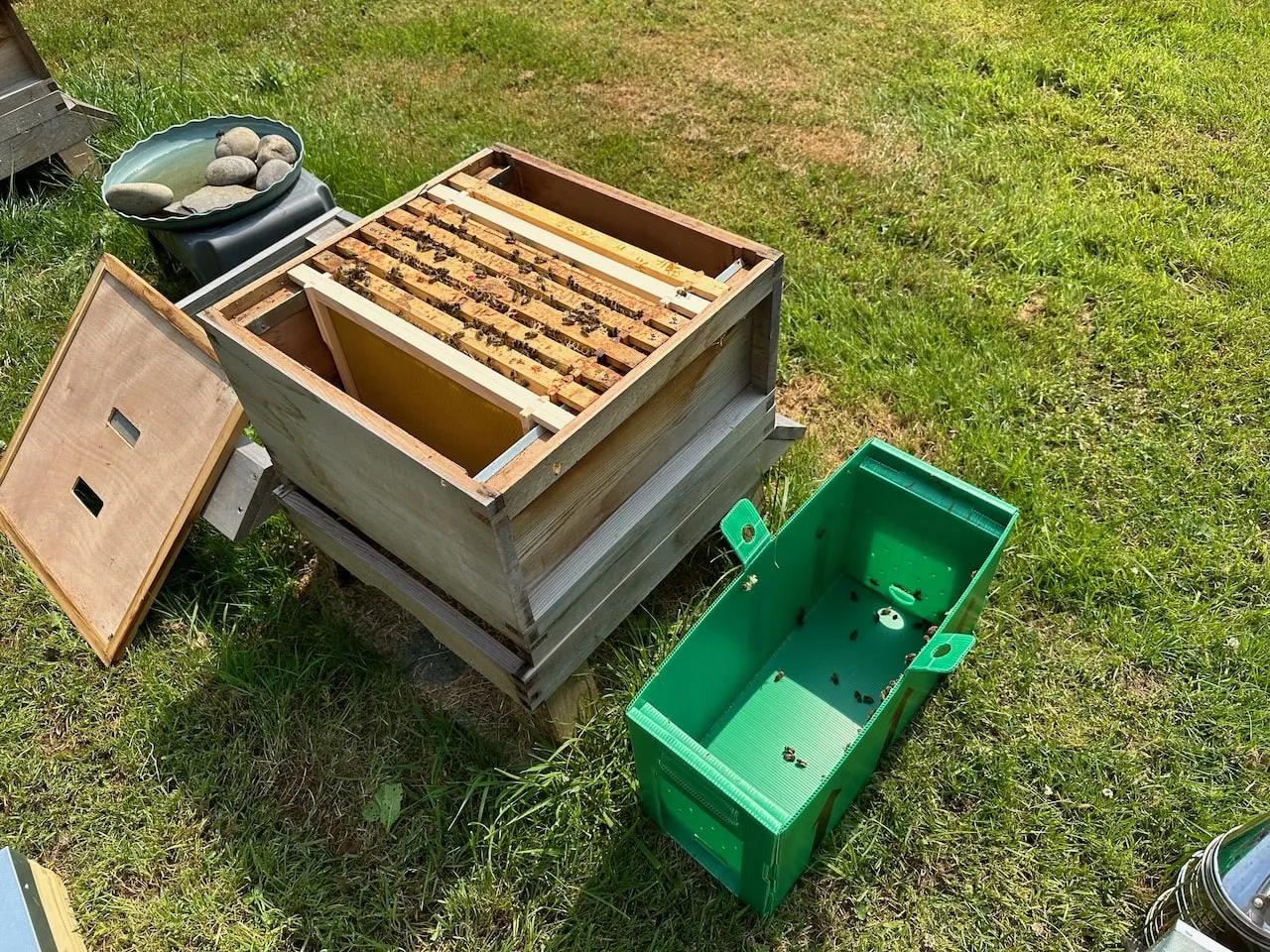 Transferring a nucleus colony of bees into a British National hive