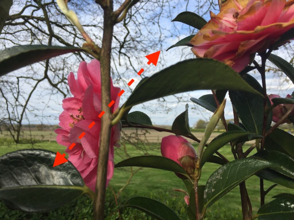 Where to cut camellias when pruning