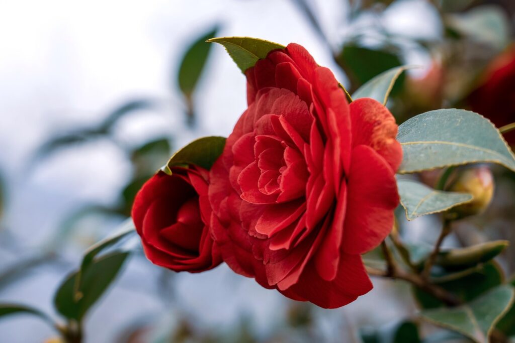 A bright red camellia shrub