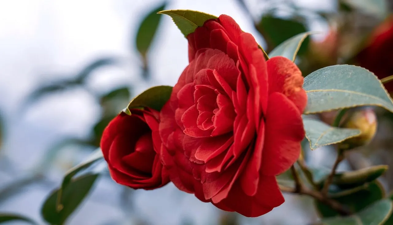 A bright red camellia shrub