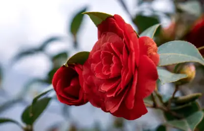 A bright red camellia shrub