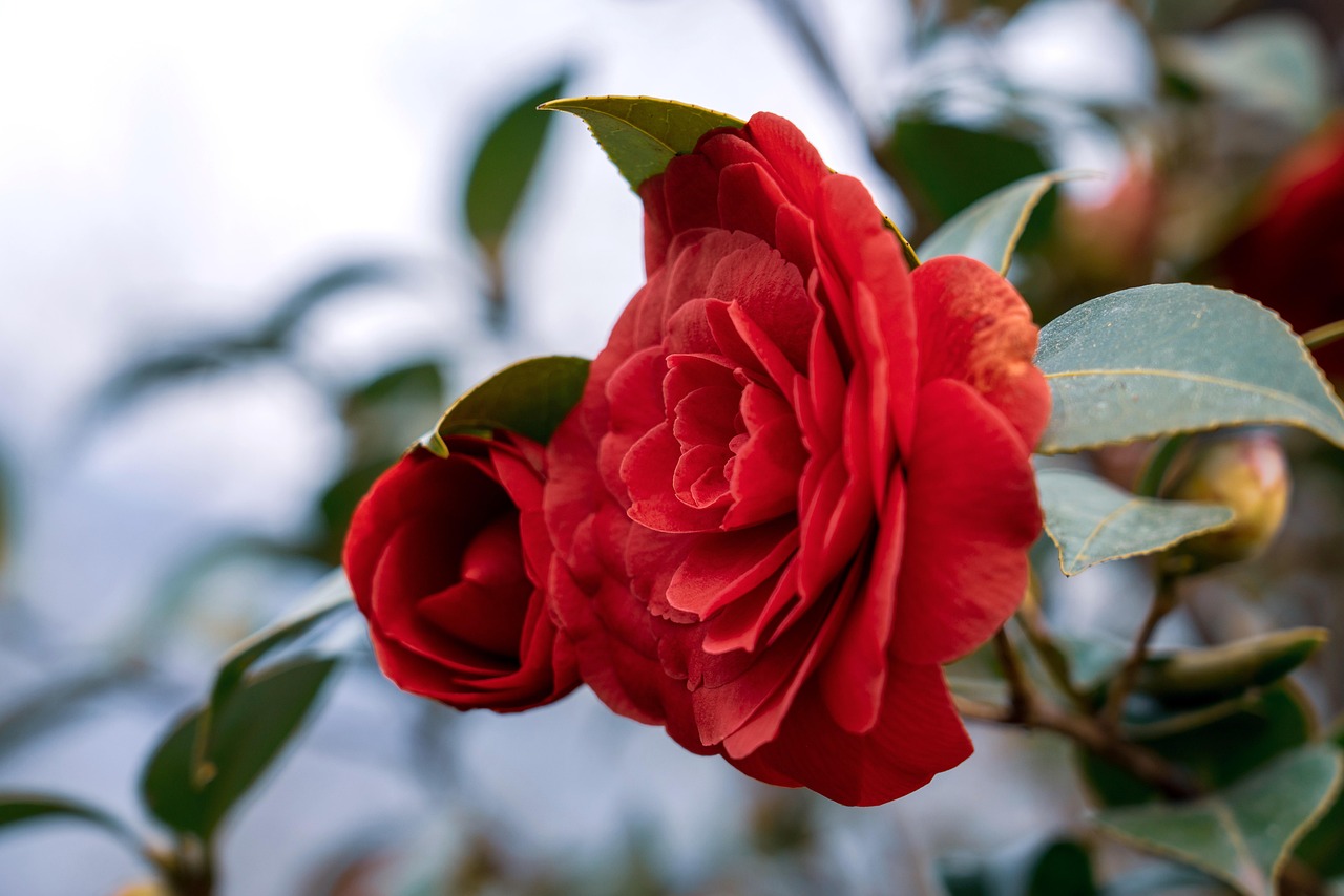 A bright red camellia shrub in full flower in a UK garden